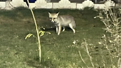 여우 보고 가세요~
